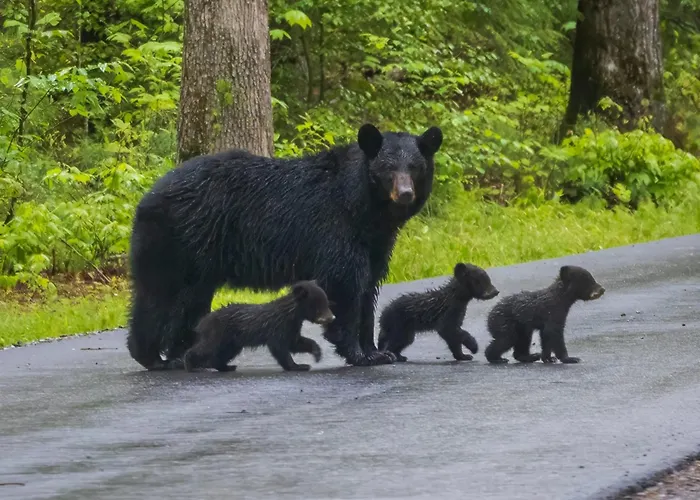 Four Bears Den